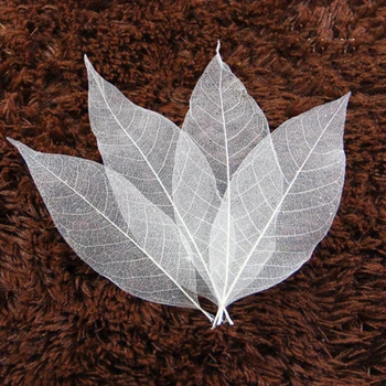 100 Kom Prirodni Kostur Magnolije List Lišće Razglednice Za Scrapbooking DIY Zanat se Koristi Za Ukrašavanje Čestitki Svijeće Paketa