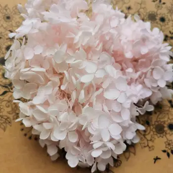 20 g/lot, High-end Spremljeni cvijet hortenzije Anne, Krunica prirodnog Cvijeća za poklon kutije 