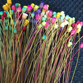 200 kom./~ 0,3 cm Glava, Pravi Sušena Prave Mini-Brazilski Cvjetnih Grana, Minijaturni Suho Sretan Buket cvijeća Za uređenje Doma