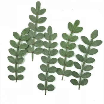 Prirodni Zeleni Sušeni Zanthoxylum piperitum lišće Oznake Materijal DIY Kartice Prešani Cvjetni Uzorak Pribor 12 kom/paket